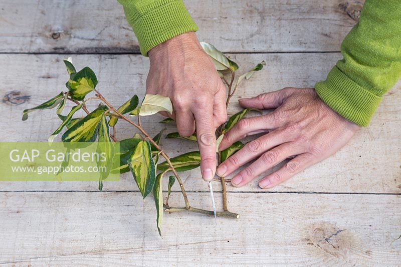 Use a sharp knife and cut 1cm above a leaf node to create your mallet cuttings