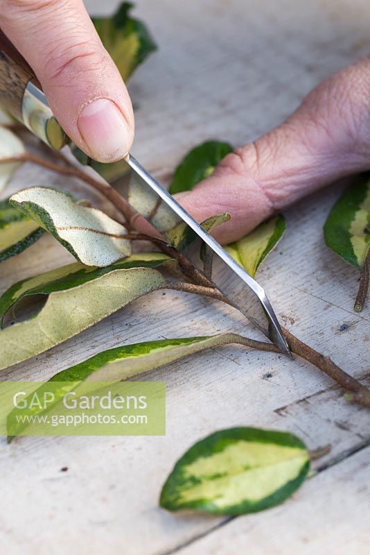 Remove all side leaves apart from the top section which must remain intact