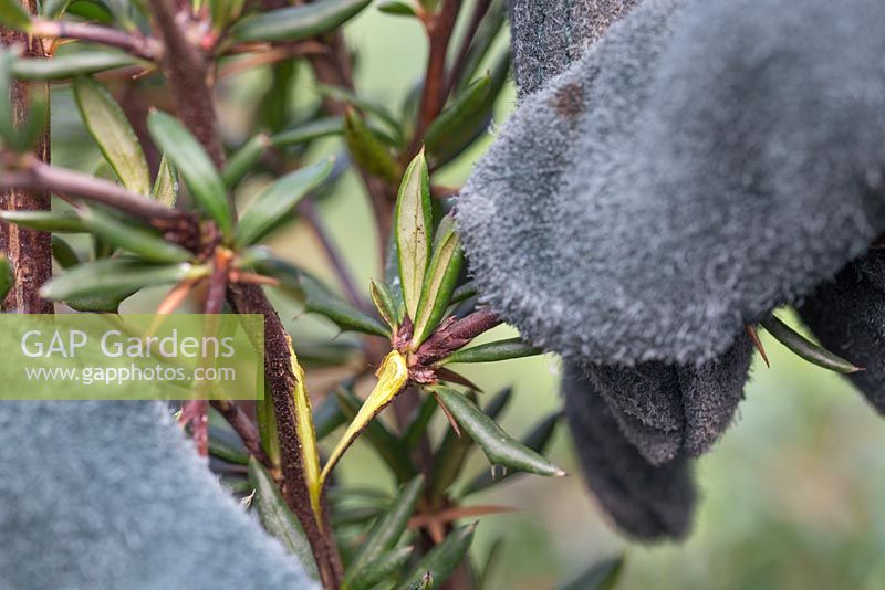 Wearing gloves to take semi-ripe heel cuttings of Berberis stenophylla