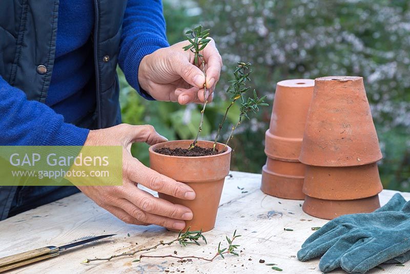 Plant the semi-ripe heel cutting of Berberis stenophylla in a terracotta pot ensuring they are equally spaced apart