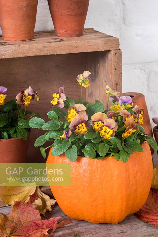 Pumpkin planted with Viola 'Honeybee'