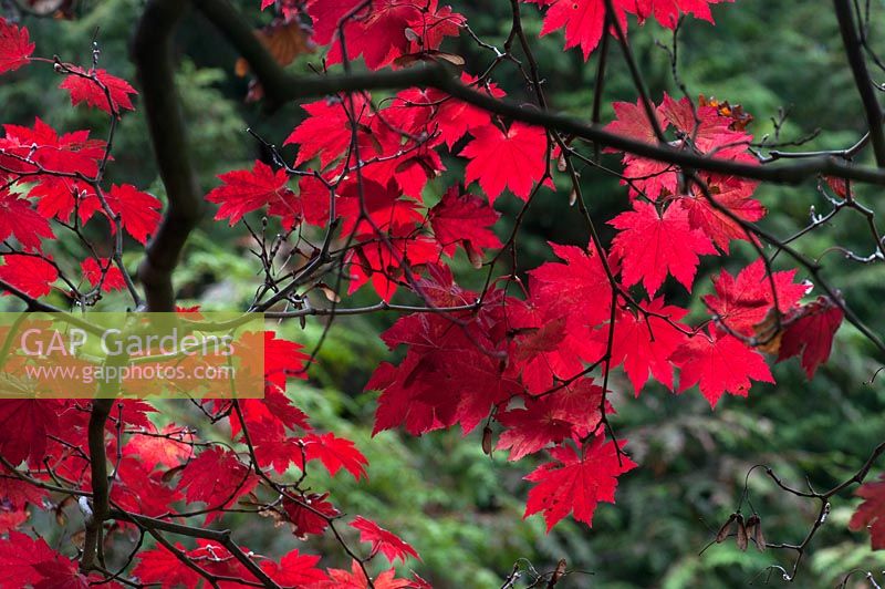 Acer japonica 'Vitifolium' Autumn