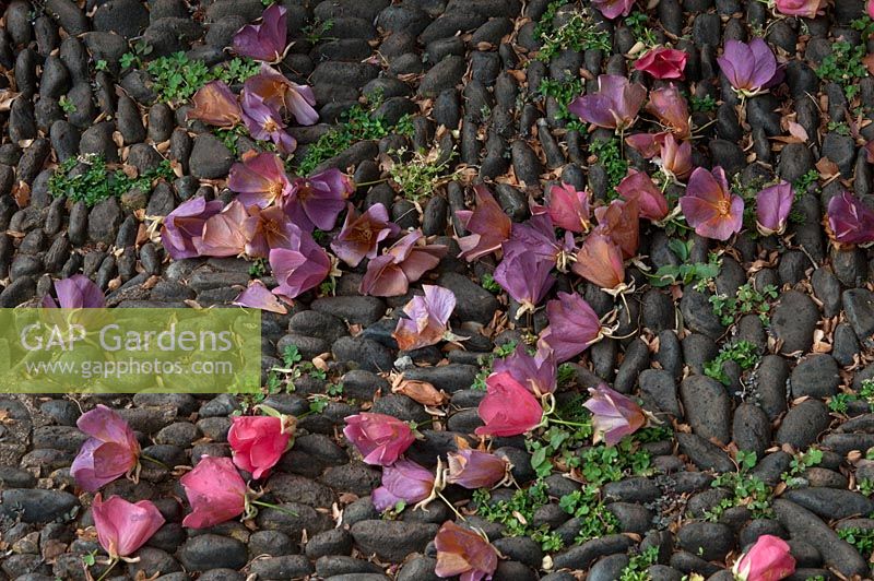Dombeya cacuminum, fallen flowers on cobbles