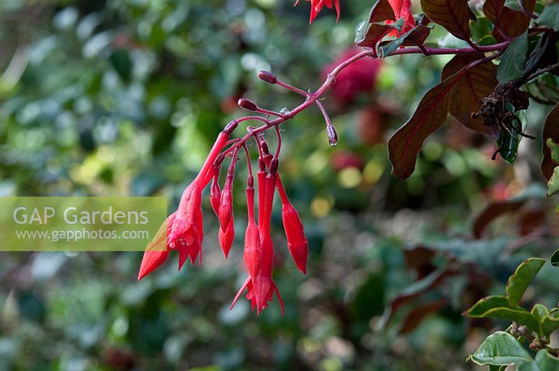 Fuchsia magellanica 'Brincos de Princesa'