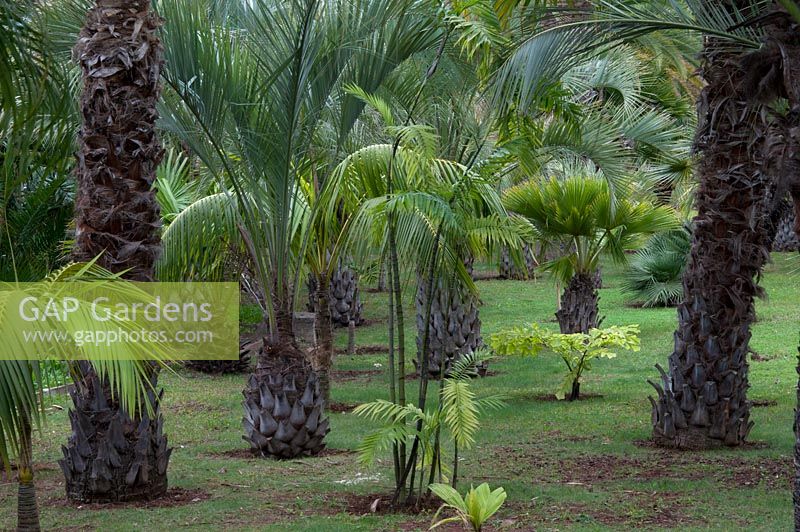 The Palm Garden, Jardim Botanico, Funchal, Madeira