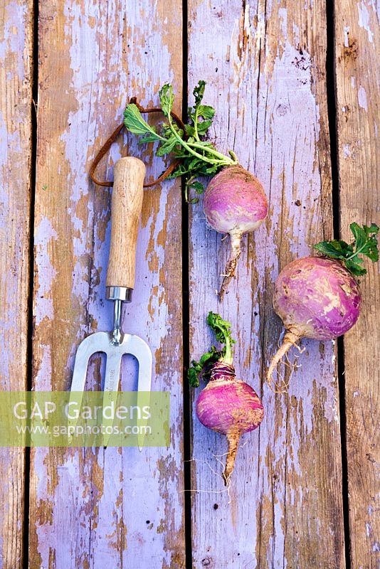 Harvested turnips on wooden surface with fork 