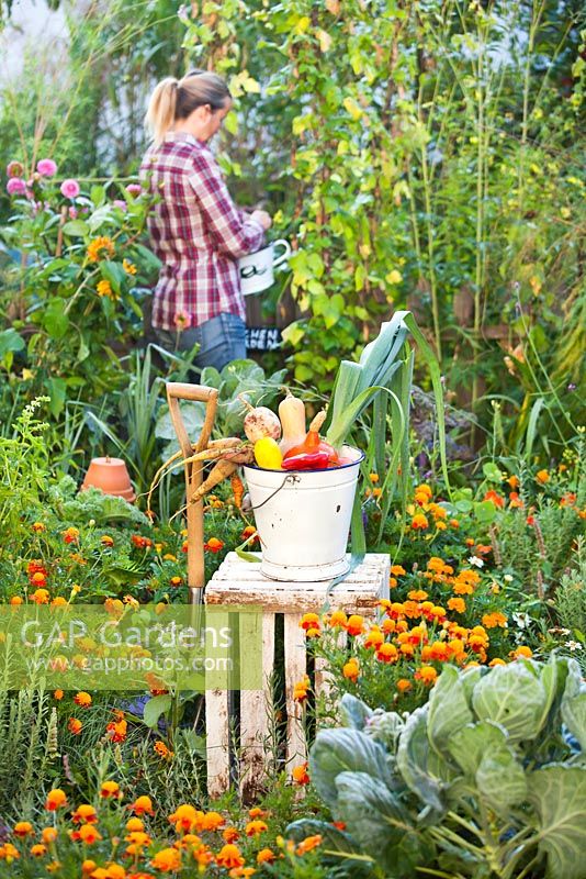 Bucket of harvest. Woman harvesting in the vegetable garden.