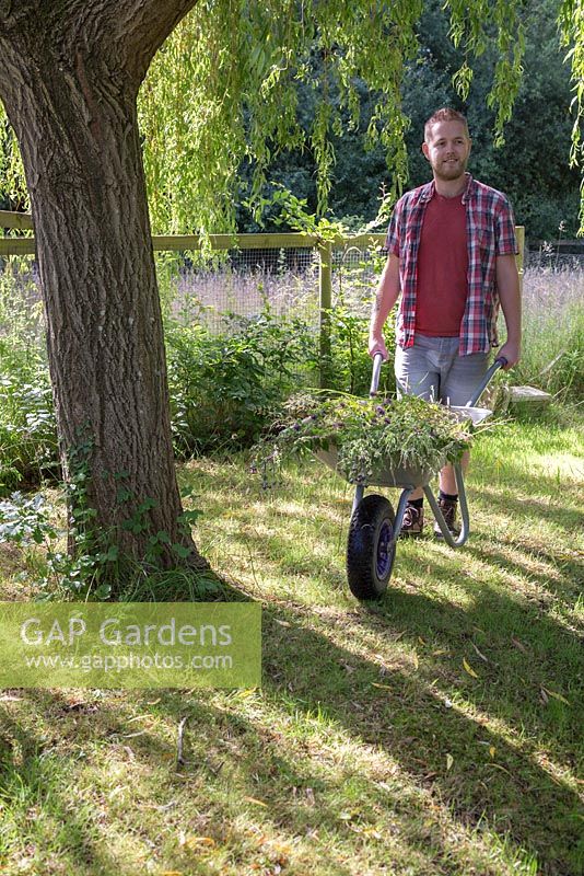 Man pushing a wheelbarrow of weeds beneath a Willow tree