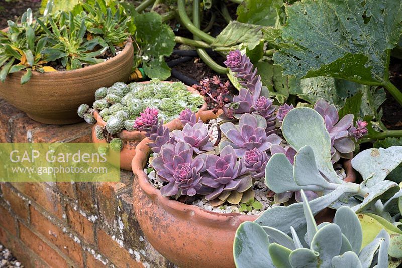 Echeveria 'Duchess of Nuremberg' with other potted succulents in shallow containers on brick wall