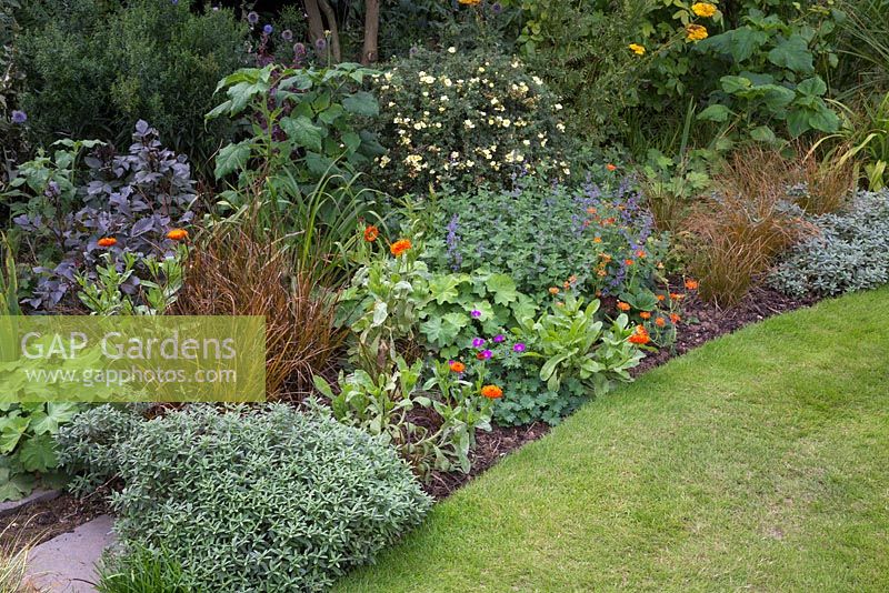 Curved border with Marigold, Geum, Nepeta, Alchemilla mollis and grasses