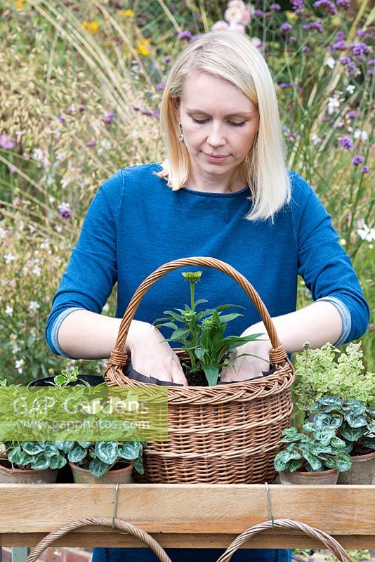 Step-by-Step planting autumn baskets: Echinacea Sunseekers 'Mellow' is planted in the centre.