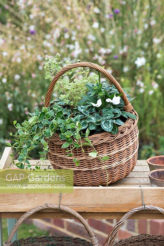 Step-by-Step planting autumn baskets: Newly planted autumn basket with Echinacea Sunseekers 'Mellow', variegated oregano,  Cyclamen F1 Miracle Mixed, and trailing periwinkle.