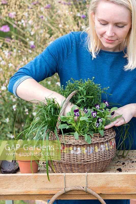 Step-by-Step planting autumn baskets: the aster is surrounded by ornamental grass and Viola 'Blackberry Cream'