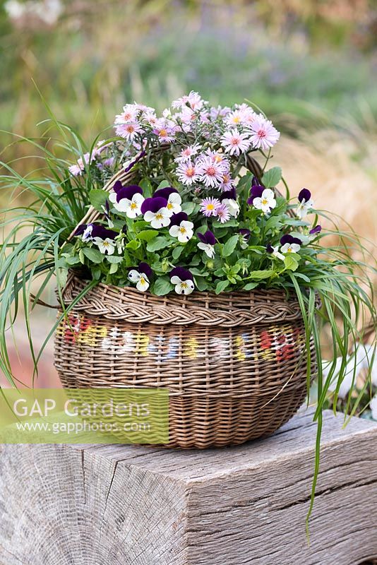 Step-by-Step planting autumn baskets: Six weeks later, round vintage autumn basket, planted with Aster 'Little Pink Beauty', ornamental grasses and Viola 'Blackberry Cream'.