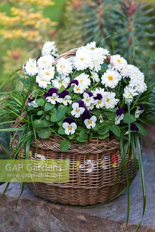 Vintage basket planted for autumn colour with ornamental grasses, Viola 'Blackberry Cream' and Chrysanthemum Prelude White, a dwarf pot mum.