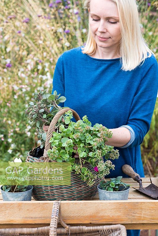 Step-by-Step planting autumn baskets: oval vintage basket is planted with trailing sedum.