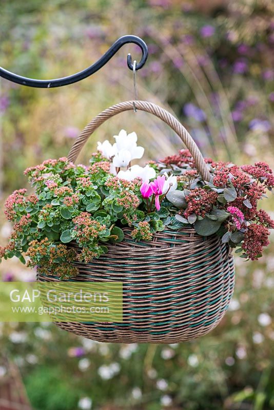 Step-by-Step planting autumn baskets: oval vintage basket planted with Cyclamen persicum Miracle Mixed, Sedum 'Lime Zinger' and Sedum 'Sunsparkler Dazzleberry'.