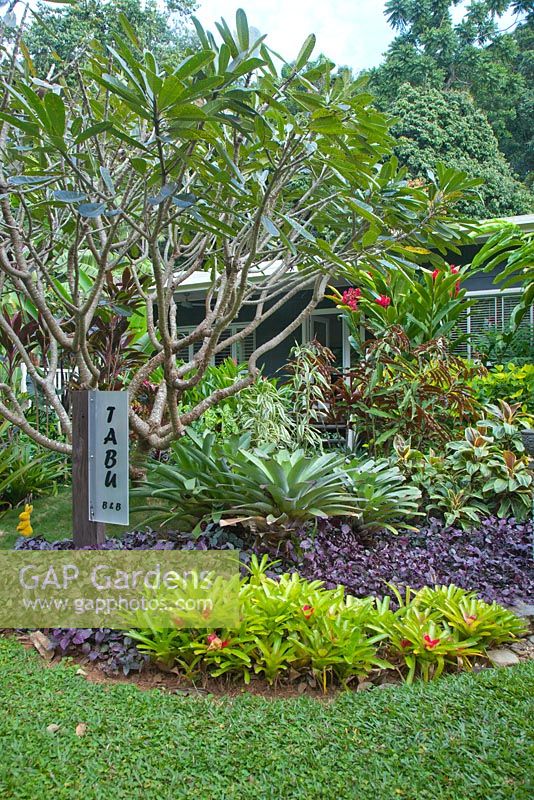 Garden in front of house with sign for Tabu bed and breakfast and a mixed planting of trees and shrubs featuring an underplanting of purple leaved, Hemigraphis colorata and bromeliads, Plumeria obtusa, evergreen frangipani and Alcantareas.