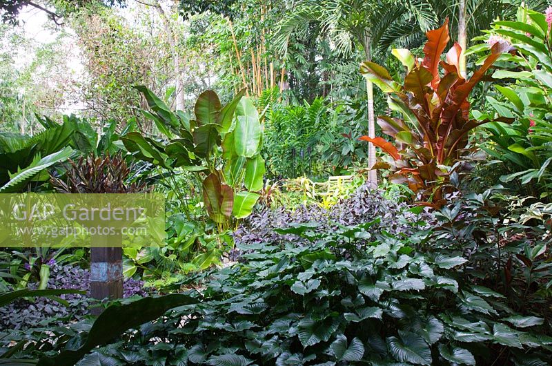 A lush layered planting with Calathea ornata, Licuala grandis, ruffled fan palm, Stroblianthes dyerianus 'Persian Sheild', featuring a copper planter on a timber plinth planted black ginger, Zingiber malaysium 'Midnight'.