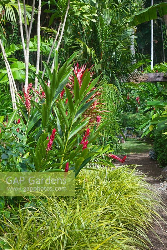 A path with Alpinia purpurata, red ginger, with red flowers growing next to a variegated Pandanus pygmaeus and dwarf pandanus
