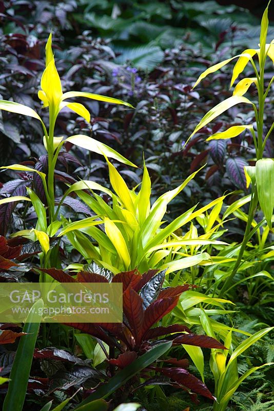 A contrasting colour planting using Dracaena fragrans, 'Limelight', with yellow foliage and Hemigraphis colorata, waffle plant with purple foliage.