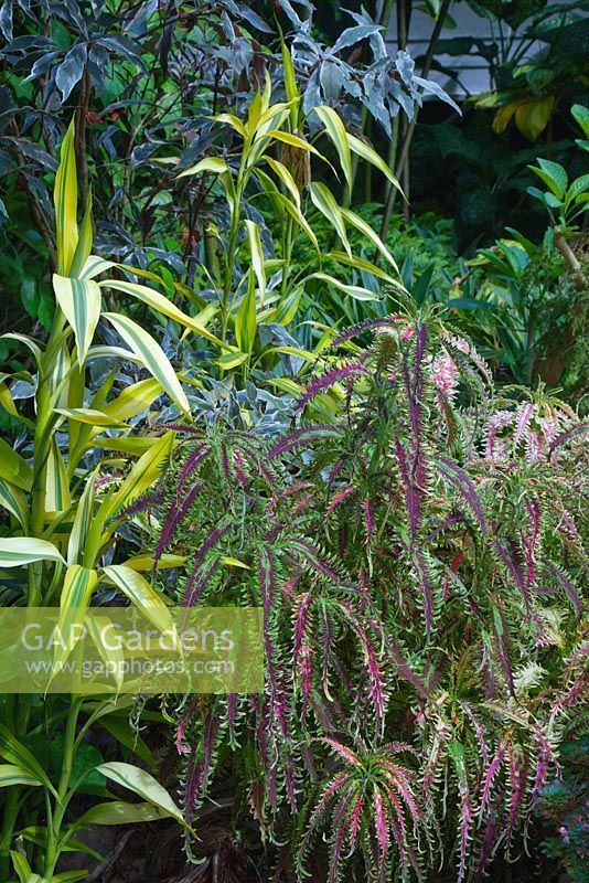 A green and gold striped Dracaena sanderiana 'Gold' and a Plectranthus scutellarioides with long thin green and purple pendulous leaves with serrated edges.