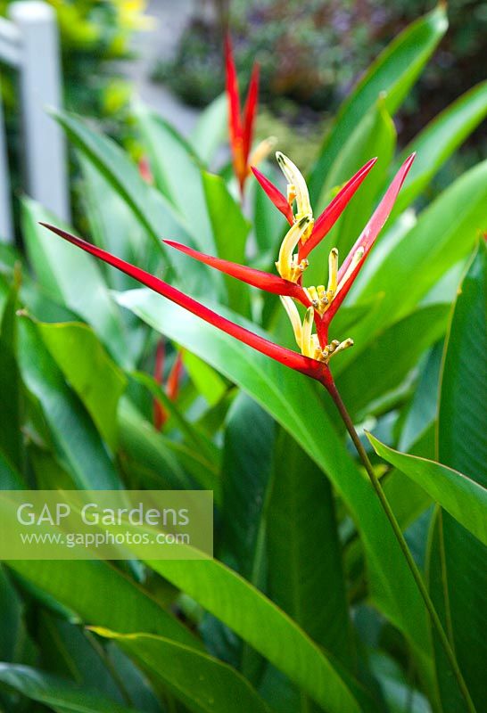 Heliconia psittacorum with yellow flowers and red bracts.
