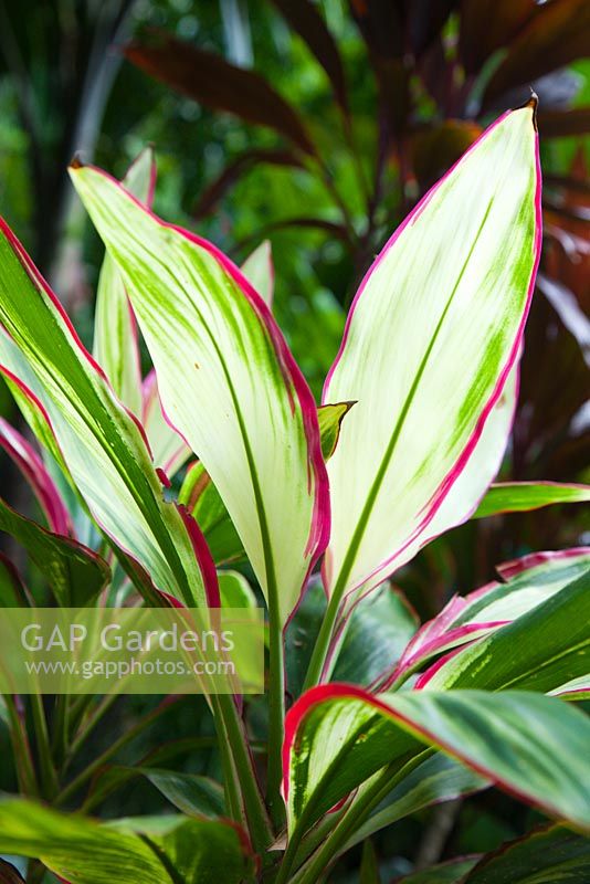 Cordyline fruticosa 'John Klass', cultivar with variegated green, cream and red foliage.