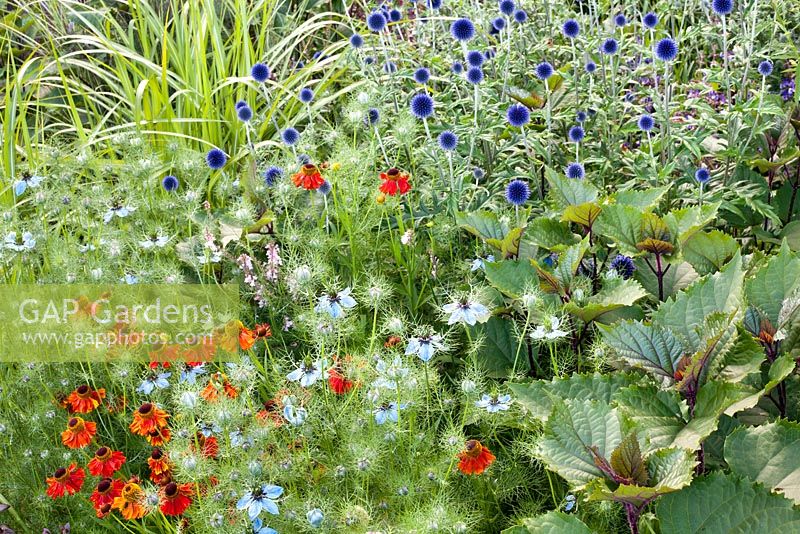Nigella damascena - Love in the Mist,  Echinops Ritro Veitch's Blue, Helenium, Clerodendron Bungei