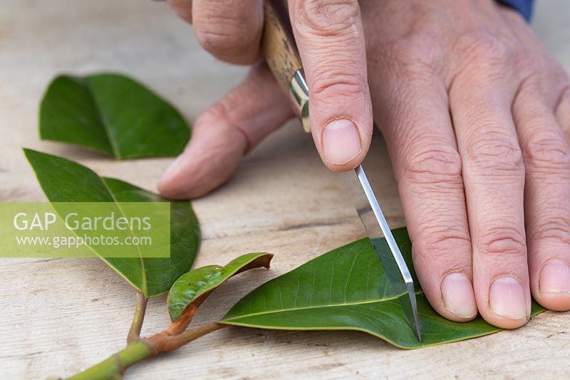 Slice the remaining leaves in half which will redirect the energy towards developing the roots