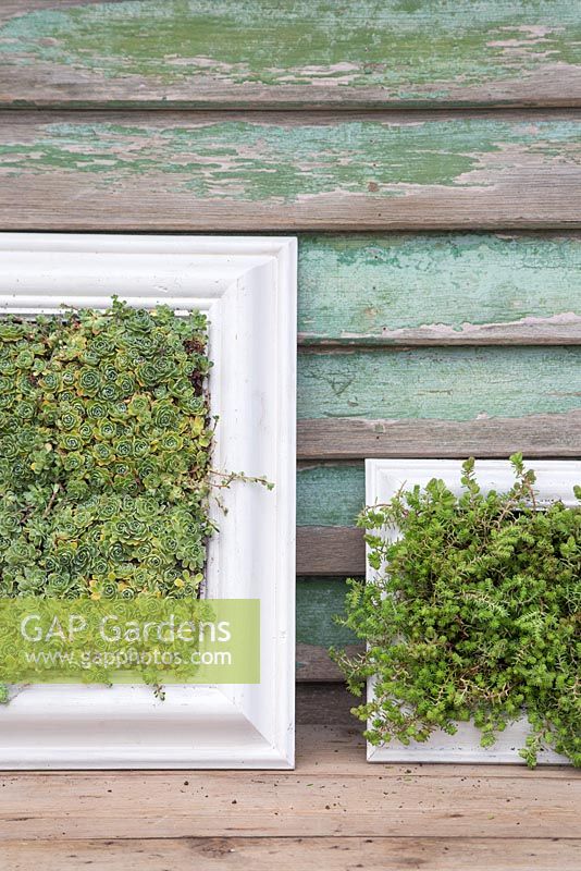 Succulent picture frames with Sedum sexangulare and Saxifraga paniculata