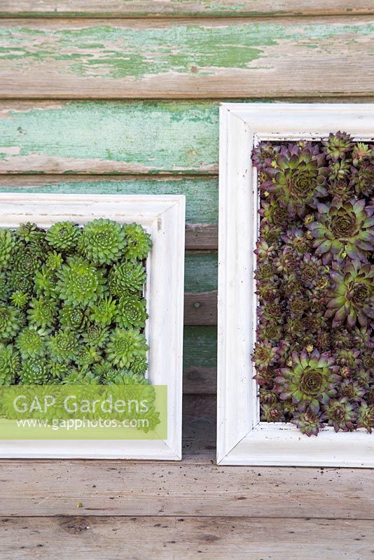 Succulent picture frames with 'Bronco' and Echeveria against shed