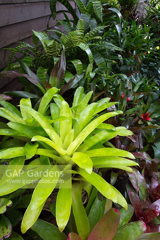 A collection of mixed potted bromeliads featuring a lime green coloured nidularium