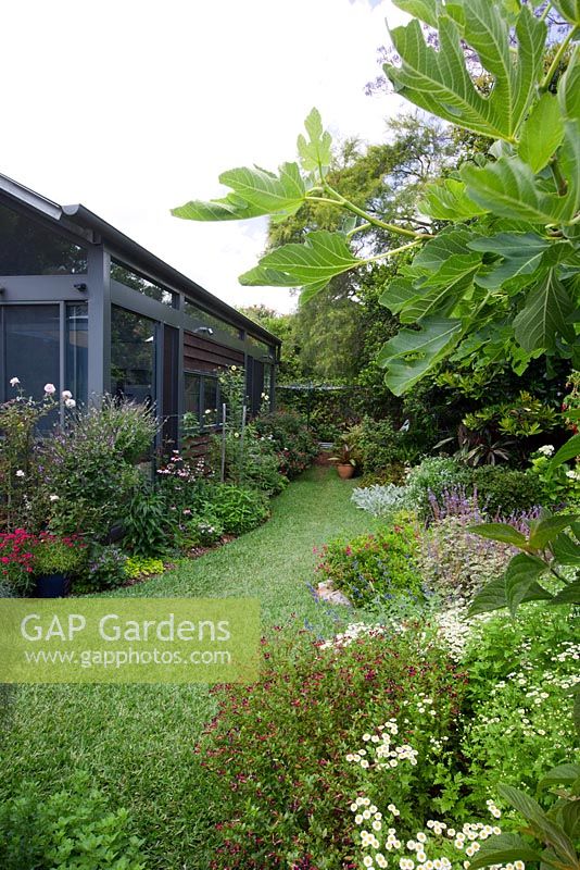 View across a lawn to the rear of a house, garden features many colourful perennial plants. Fig tree in the foreground