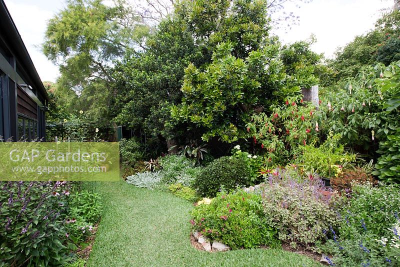 Wide view of a garden showing curved garden beds, a soft leaf buffalo lawn and a variety of flowering and colourful herbaceous plants and perennials.