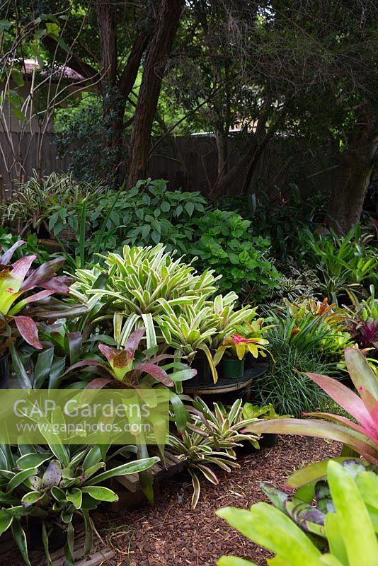 A collection of bromeliads being cultivated at the rear of a garden, in a shady spot under trees