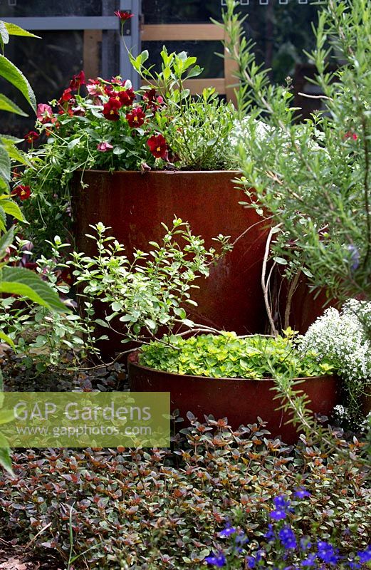 Two round red glazed pots, the small squat one is planted with Lysimachia nummularia 'Aurea', the taller one is planted with Viola x wittrockiana. Pansies that are a similar colour to the pots are surrounded by a variety of groundcovers and taller plants.