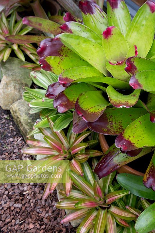 Neoregelia cultivars, one with broad leaves and maroon tips, the other green and white variegated with a pink blush