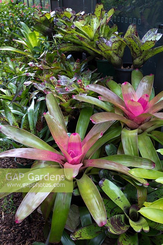 Neoregelia 'Rosy Morn' with magenta pink centres featured in a collection of mixed potted bromeliads 