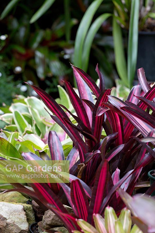 Neoregelia 'Fosperior Perfection' growing in full shade with colourful variegated red strappy foliage.