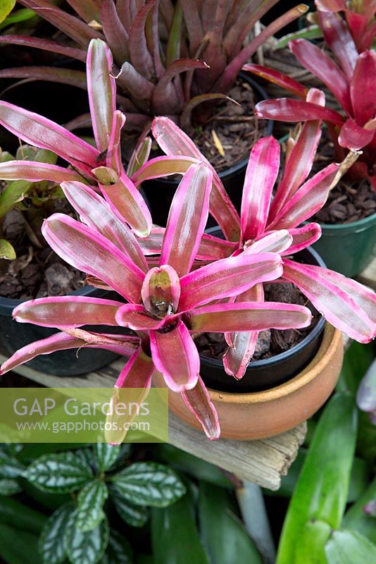 Stoloniferous neoregelia, with colourful pink and brown striped strappy foliage.