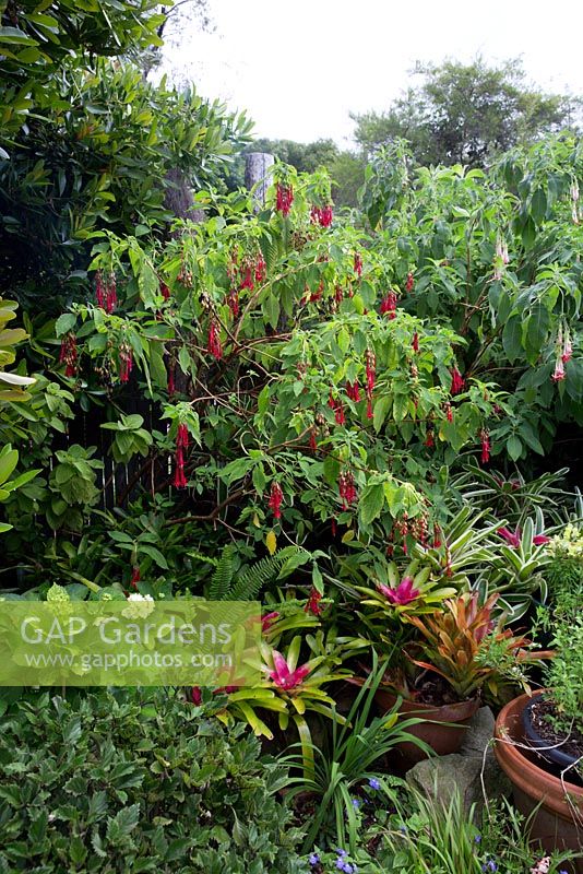 View of a cottage garden which features potted bromeliads. Behind it a Bolivan fuchsia