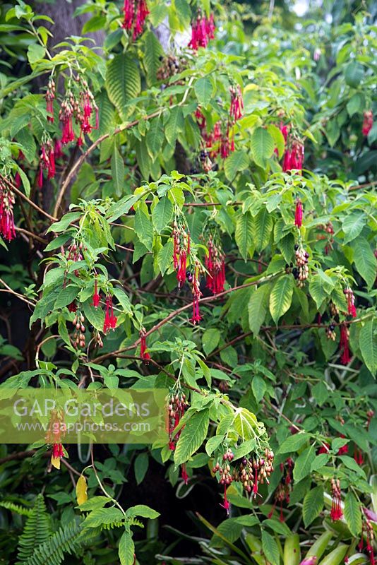 Fuchsia boliviana alba, Bolivian Fuchsia, showing flowers and clusters of berries