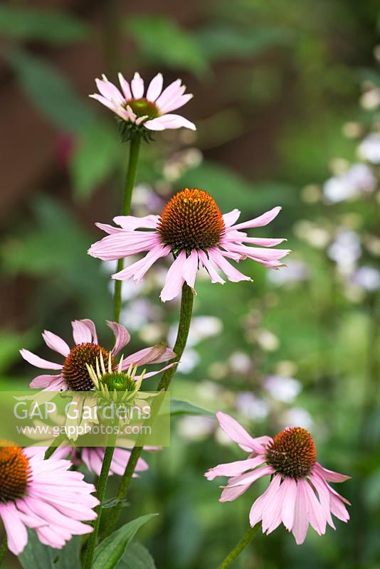 A pale pink cultivar of Echinacea purpurea, coneflower, with raised orange yellow cone shaped centre of flower
