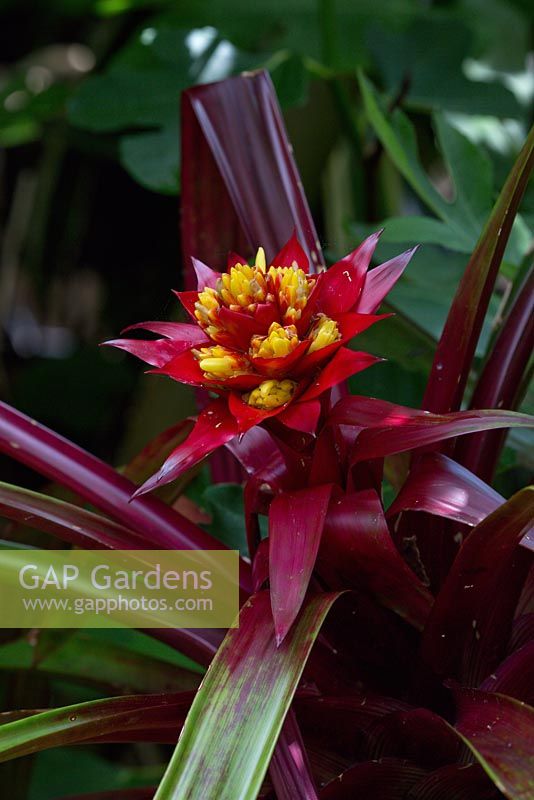 A Guzmania lingulata cultivar, wiith green and burgundy strappy leaves a flower spike with scarlet red bracts and bright yellow flowers growing in dappled light.