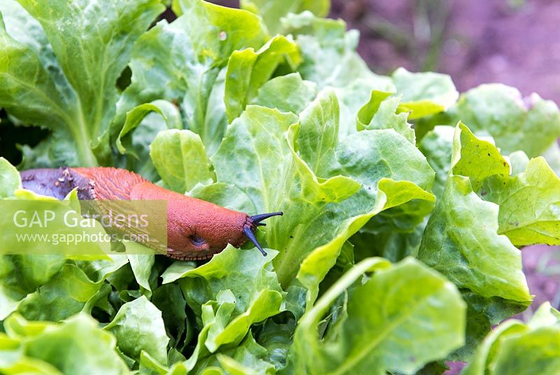 Red slug on a lettuce leaf in a kitchen garden