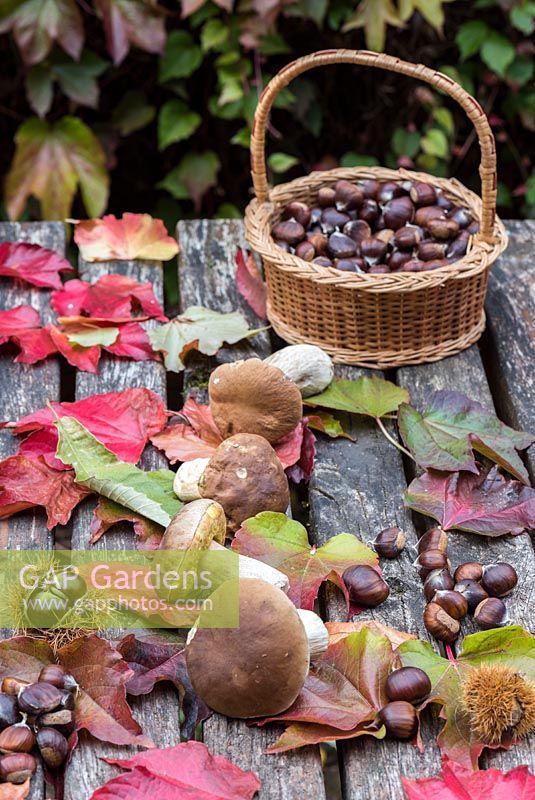 Boletus edulis - Harvest of penny bun mushrooms in autumn