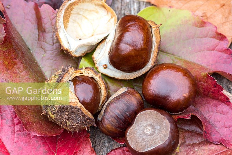 Aesculus - Horse chestnuts in a husk on dead leaves in autumn 