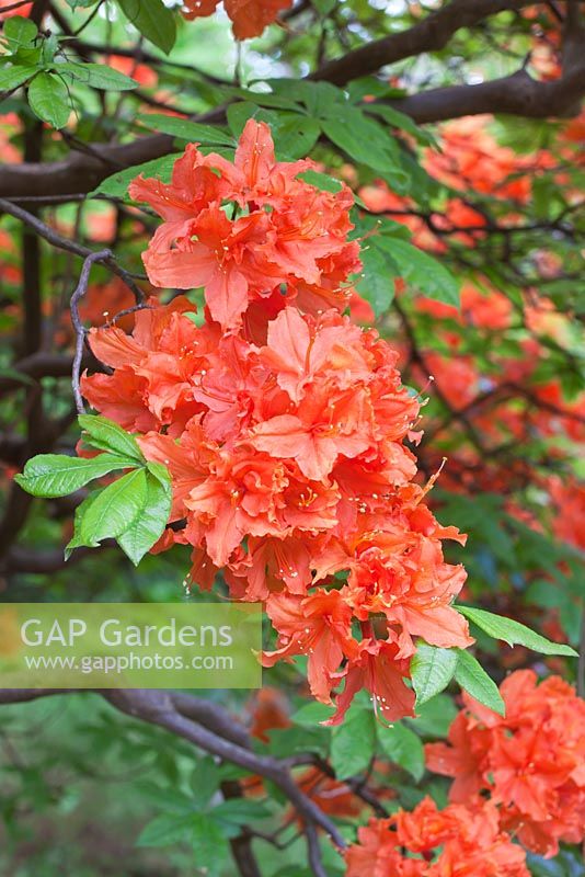 Rhododendron 'Hotspur Orange'