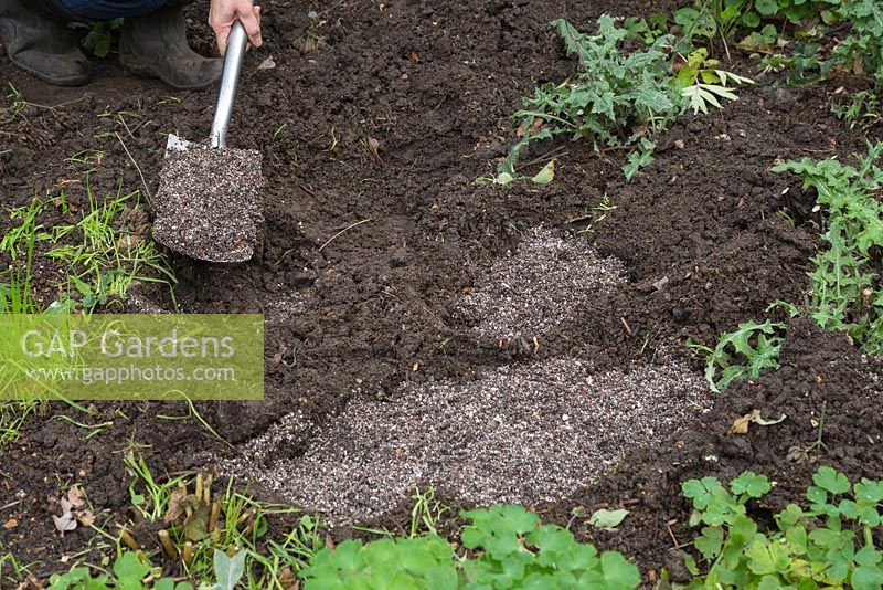 Adding horticultural grit to the holes to improve soil structure